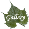 leaf_gallery